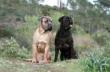 CANE CORSO 170
